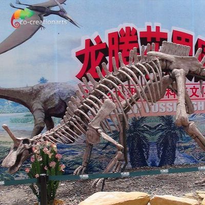 حديقة الديكور الديناصور الأحفوري المقلدة بالحجم الطبيعي Tsintaosaurus الهيكل العظمي Sunproof