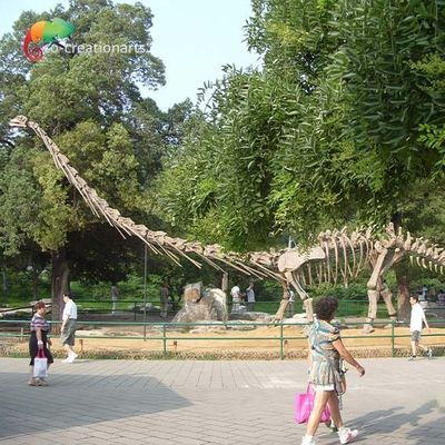 شراء الشمس بالحجم الطبيعي ديناصور نموذج الهيكل العظمي Mamenchisaurus هيكل عظمي 15m online manufacture