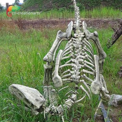 الألياف الزجاجية الحجم الحقيقي Gasosaurus الديناصورات المقلدة الهيكل العظمي لعرض المتحف