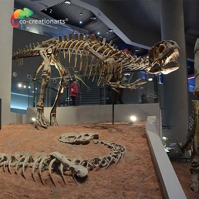 سعر جيد landscape decoration Outdoor Yangchuanosaurus Skeleton Dinosaur Replica Fossil الانترنت